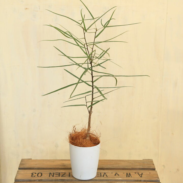 楽天市場 観葉植物 希少品種 ブラキキトン ボトルツリー プラポット 遊恵盆栽 楽天市場店 楽天市場 観葉植物 希少品種 ブラキキトン ボトルツリー プラポット 遊恵盆栽 楽天市場店