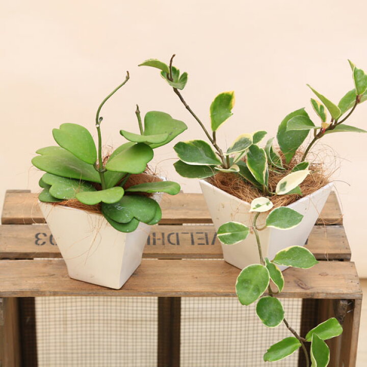 楽天市場 観葉植物 多肉植物 ホヤ カルノーサ ハートホヤ リップカラー 陶器鉢 ほや 飾りヤシ 遊恵盆栽 楽天市場店