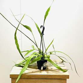 サボテン　観葉植物：エピフィラム　プミラム*吊り鉢　4号