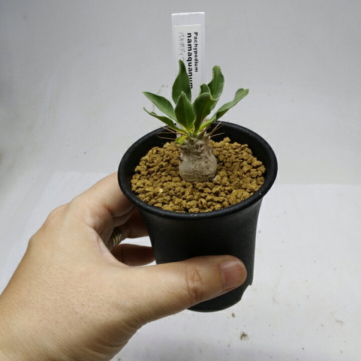 楽天市場】コーデックス：パキポディウム 光堂 実生*葉幅2〜3cm  