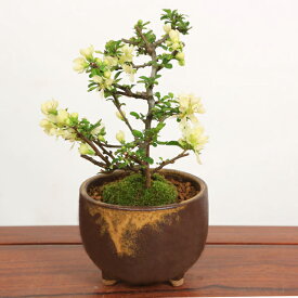 ミニ盆栽：白花長寿梅(信楽焼茶丸足付鉢)*bonsai