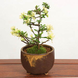 xĂ߂ hV̓ Mtgyo׉z~j~́FԒ~(MyĒۑt)*bonsai