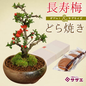 【父の日ギフト プレゼント】 当店人気NO.1！：長寿梅＆どら焼きセット*bonsai