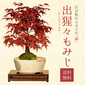 ◇楽天1位◇【即日出荷可！】盆栽：出猩々もみじ(瀬戸焼鉢)*bonsai