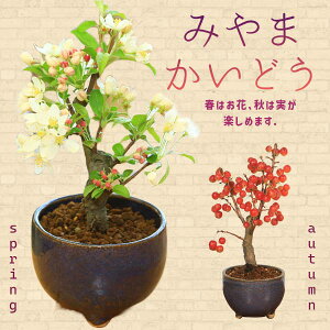 yo׉Izi~́F[Rǂ(MyĔ)*yyΉzbonsai