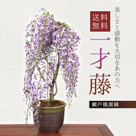 父の日 ギフト プレゼント 盆栽：一才藤（瀬戸焼深鉢）*【2024年開花終了】【あす楽対応】bonsai