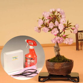 楽天市場 信楽 桜 盆栽 肥料の通販 楽天市場 信楽 桜 盆栽 肥料の通販