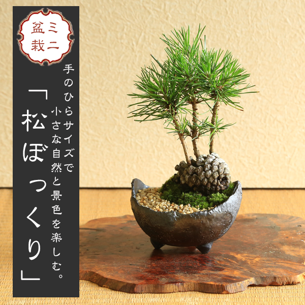 楽天市場ミニ盆栽：松ぼっくりん*＜黒松＞国産木の葉鉢苔と砂付き