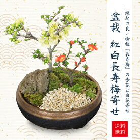 【即日出荷】小品盆栽：紅白長寿梅寄せ植え（黒イブシ金彩信楽焼鉢）*bonsai