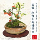 【即日出荷！】【送料無料】小品盆栽：紅白長寿梅寄せ（信楽焼小鉢）*bonsai