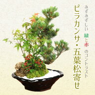【父の日ギフト プレゼント】◇楽天1位◇【即日出荷可！】盆栽：ピラカンサ・五葉松寄せ*(瀬戸焼変形鉢)…