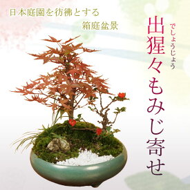 父の日 ギフト プレゼント 盆栽：出猩々もみじ寄せ*紅葉　bonsai