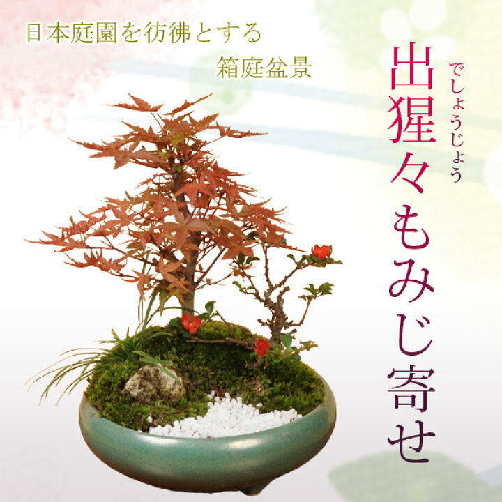 楽天市場】【即日出荷可】盆栽：出猩々もみじ寄せ*紅葉モミジ bonsai 