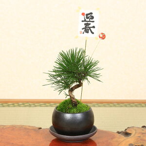 ミニ盆栽 黒松 盆栽 植木の人気商品 通販 価格比較 価格 Com ミニ盆栽 黒松 盆栽 植木の人気商品 通販 価格比較 価格 Com