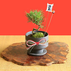 ミニ盆栽：三河黒松（モダン陶器鉢)* 苔と受け皿＆迎春ピック＆水引リボン付き bonsai