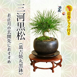 ~j~́FO͍i݌ÏĊۍ)* ۂƍ 󂯎M}tsbNt bonsaiyo׉Iz