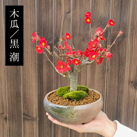 小品盆栽　品種が選べる：木瓜の花 (瀬戸焼三彩鉢)*【2024年開花終了】放春花 ボケ【ぼんさい】【ボンサイ】【送料無料】bonsai