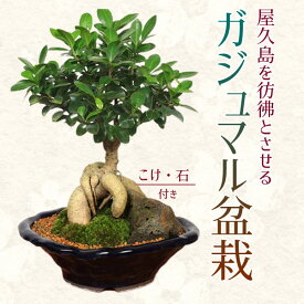 【即日出荷可！】がじゅまる盆栽： 特選ガジュマル(多幸の樹)*【苔・石付き】【青軸変形鉢】bonsai