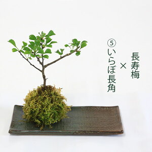 y ăMtgzyo׉zIׂԕV[Y gݍ킹R Fۋ×󂯎M *IWi@~́y~Eni~YLE@؁zyzX@moss ball@bonsai