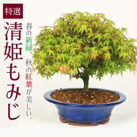 楽天市場】多肉植物：モモルディカ ロストラータ*塊幅1cm : 遊恵盆栽 