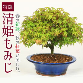 父の日 ギフト プレゼント 盆栽：特選清姫もみじ(瀬戸焼小鉢)*紅葉bonsai