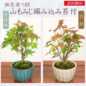 父の日 ギフト プレゼント 小品盆栽：山もみじ編み込み苔付*鉢色選べる(国産菊型鉢)紅葉bonsai