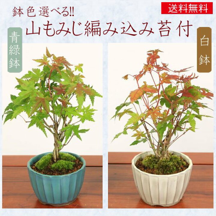 楽天市場】【即日出荷可】小品盆栽：山もみじ編み込み苔付*鉢色選べる 