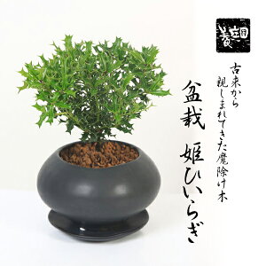 xĂ߂ hV̓ Mtgyo׉z~j~́FPA(qqCM)*_ 󂯎MtyzЂ߁@Ђ炬@̎Nbonsai