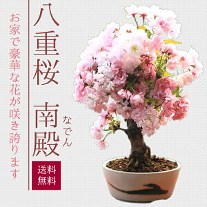 ~́Fd(aj*ˏĔ۔y2025NtJԏIzyz Ԍ a j tbonsai
