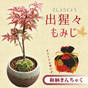 hV̓ Mtgyo׉zyy@Mtgzi~́FóX݂iˏĊ۔j*absOtgtbonsai