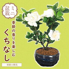 小品盆栽：梔子（青変形鉢）*（2024年開花）くちなし　クチナシ　bonsai