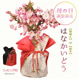 【 母の日 プレゼント】母の日開花：花かいどう*プラ鉢ラッピング付　花海棠　カイドウ　垂糸海棠桜　bonsai