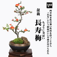 【父の日ギフト プレゼント】【即日出荷可！】盆栽：長寿梅(大）*(信楽焼黒イブシ金彩鉢)苔と石付き 木瓜…