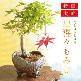 実生苗・ミニ苗 蝋梅 ロウバイ 苔玉用の苗としても最適 遊恵盆栽 店
