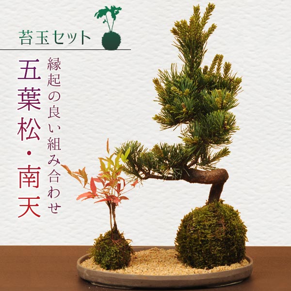 最大97％オフ！苔玉セット：五葉松・南天(受け皿＆化粧砂付)*bonsai