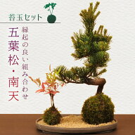 【父の日ギフト プレゼント】【即日出荷可！】苔玉セット：五葉松・南天(受け皿＆化粧砂付)*【送料無料】…
