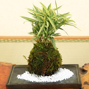 y ăMtgzyo׉zۋʖ~́Fȍivqčp󂯎Mtj*bonsai