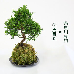 【夏ギフト お中元】【即日出荷可】選べる松柏シリーズ 組み合わせ自由:苔玉×受け皿 *オリジナル 盆栽【送料無料】モス moss ball bonsai