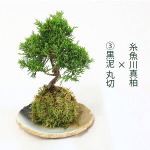yăMtg zyo׉zIׂ鏼V[Y gݍ킹RFۋ×󂯎M *IWi@~́yzX@moss ball@bonsai