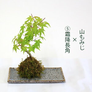 y ăMtgzyo׉zIׂG؃V[Y gݍ킹RFۋ×󂯎M *IWi@~́yzX@moss ball@bonsai