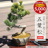 【父の日ギフト プレゼント】【即日出荷可！】小品盆栽：五葉松(瀬戸焼変形鉢)*bonsai【送料無料】