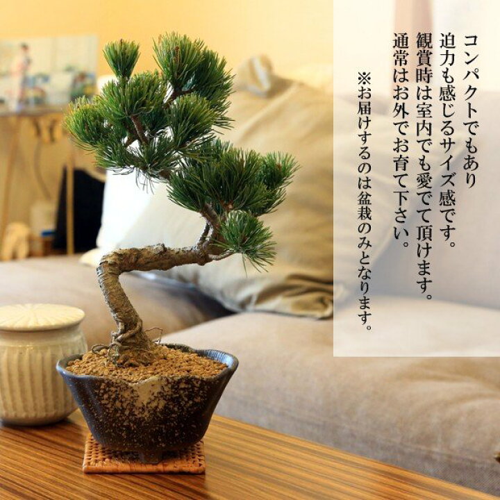 楽天市場】【即日出荷可】盆栽入門！初心者、盆栽はじめる方にも：小品 