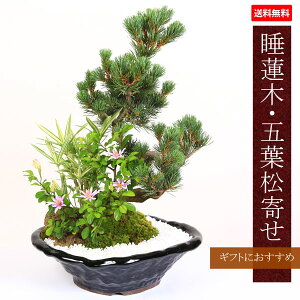 gy ăMtgzyo׉z~́F@؁Eܗt(ˏĕό`)*yyΉzbonsai