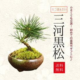 父の日 ギフト プレゼント ミニ盆栽：三河黒松（瀬戸焼)*bonsai【即日出荷可】【あす楽 ギフト】【送料無料】