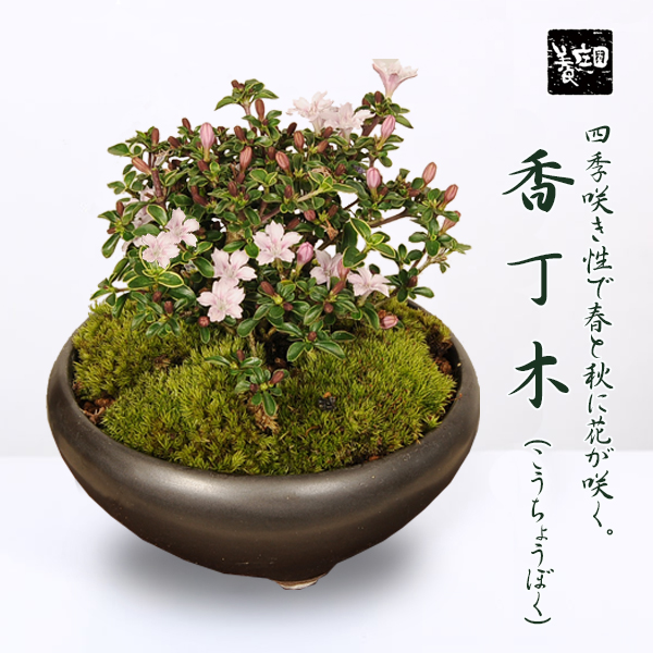 小品盆栽：香丁木(瀬戸焼黒鉄鉢)*bonsai