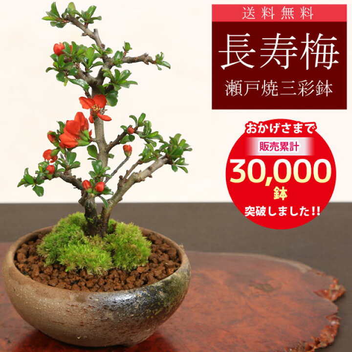 楽天市場】【父の日 ギフト プレゼント】【即日出荷可】◇楽天1位 
