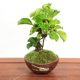 【即日出荷可！】小品盆栽：つる梅もどき(瀬戸焼茶鉢)*【送料無料】bonsai