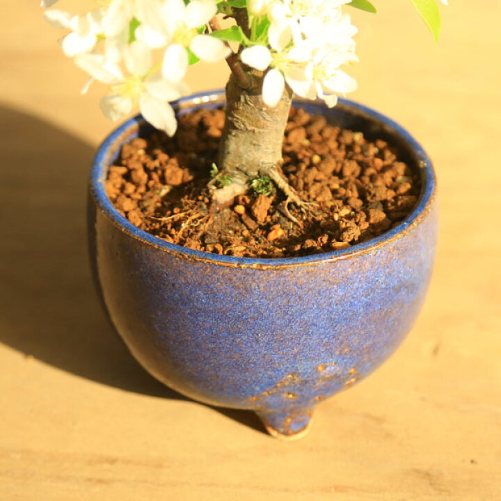 Sale 小品盆栽 かまつかこけもも 祥石 二代目 緑鉢 鉢植え秋実物カマツカコケモモ Bonsai