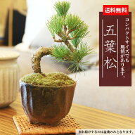 【父の日ギフト プレゼント】【即日出荷可】ミニ盆栽：五葉松（瀬戸焼小鉢）*【ぼんさい　ボンサイ】【あ…