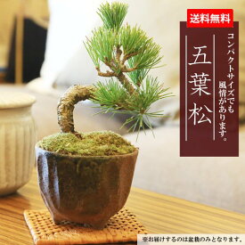 父の日 ギフト プレゼント ミニ盆栽：五葉松（瀬戸焼小鉢）*【ぼんさい　ボンサイ】【あす楽対応】bonsai